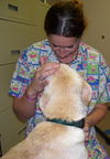 Tonya the Loving Unloved Lab