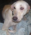 Tonya the Loving Unloved Lab