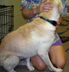 Tonya the Loving Unloved Lab