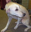 Tonya the Loving Unloved Lab
