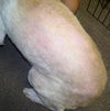 Tonya the Loving Unloved Lab