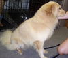 Faran the Golden Retriever