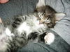 Shelby the Kitten
