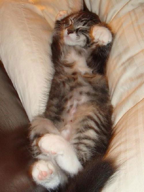 Shelby the Kitten