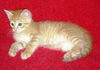 Sherlock the Kitten