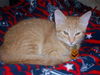 Sherlock the Kitten