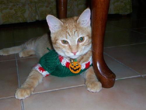 Sherlock the Kitten
