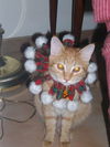 Sherlock the Kitten