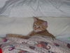 Sherlock the Kitten