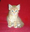 Shug the Kitten