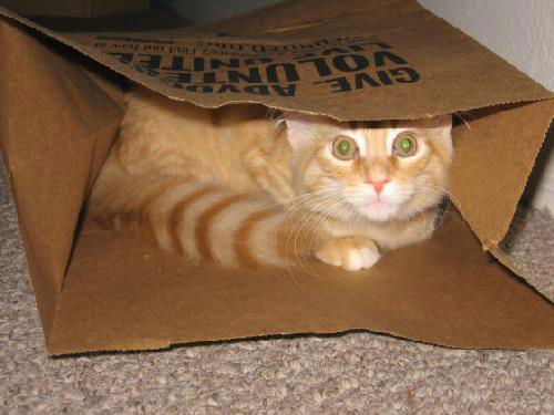 Shug the Kitten