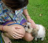 Willie Wonka the Shih Tzu
