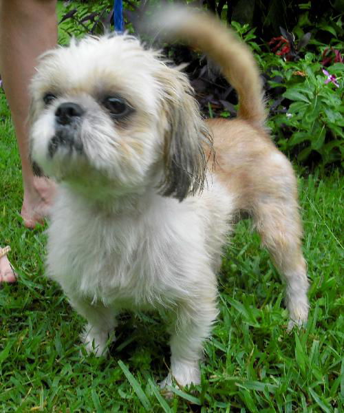 Willie Wonka the Shih Tzu