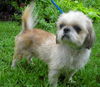 Willie Wonka the Shih Tzu