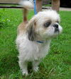 Willie Wonka the Shih Tzu