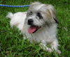 Willie Wonka the Shih Tzu