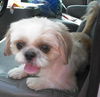 Willie Wonka the Shih Tzu