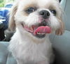 Willie Wonka the Shih Tzu