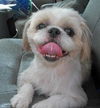 Willie Wonka the Shih Tzu
