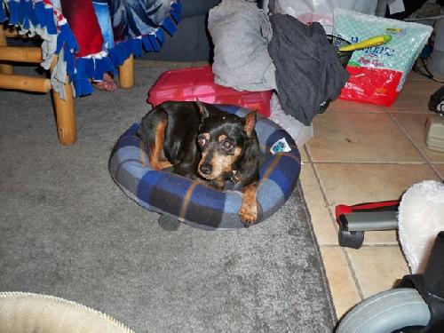 Pot Pie the Min Pin
