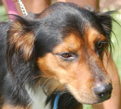 Phelps the Collie
