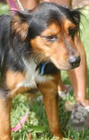 Phelps the Collie