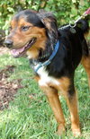 Phelps the Collie