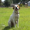 Sawyer