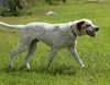 Sawyer