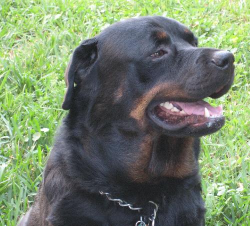 Marshall the Loving Rottweiler