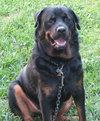 Marshall the Loving Rottweiler