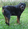 Marshall the Loving Rottweiler