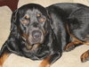Marshall the Loving Rottweiler