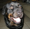 Marshall the Loving Rottweiler