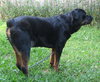 Marshall the Loving Rottweiler