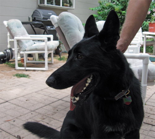 Rex the Guaranteed German Shepherd