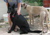 Rex the Guaranteed German Shepherd