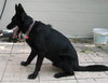 Rex the Guaranteed German Shepherd
