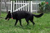 Rex the Guaranteed German Shepherd
