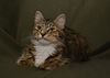 Trudy