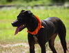 Blackie