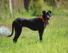 Blackie