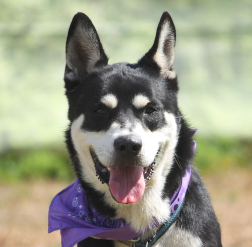 Oreo the Husky