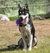 Oreo the Husky