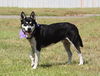 Oreo the Husky