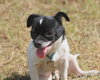 Aggie