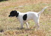 Aggie