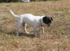Aggie