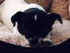 Aggie