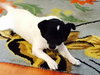 Aggie